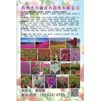 青州花卉 山东宿根花卉基地 万迪花卉苗批发 花海设计施工