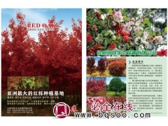 专供娜塔栎 泽生栎 北美红栎 亚州最大红栎种植基地 琼林生态图1