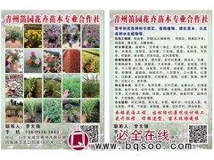 青州花卉苗 笛园花卉苗 供应郁金香花苗 郁金香花球大量供应图1