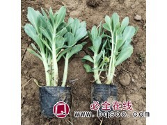 专供三七景天 八宝景天钵苗 东北宿根花卉园 山河花卉园图1