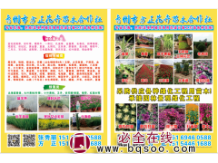青州花卉@方正花卉苗木@时令草花@宿根花卉@绿篱苗@花海图1
