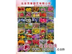景观花卉种子@野花种子@盆栽花卉@北京芳草园艺@种子供应图1