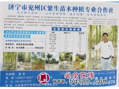 1.5-3公分速生国槐60万棵@速生国槐@国槐小苗@繁生苗木图1