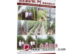主营楸树@楸树苗@速生楸树@道和楸树苗@山东苗木网@楸树图1