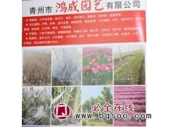 四季常青优质大叶法国北海道 北海道黄杨 山东苗木 鸿成园艺图1