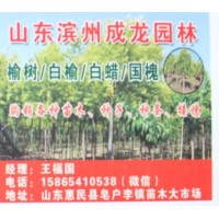 经营榆树，榆树苗，精品榆树绿化苗，成龙园林，山东苗木网