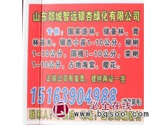 1-10公分银杏小苗/银杏树/山东苗木网/智远银杏/银杏图1