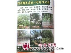 20公分白蜡树/大白蜡/邦森园林/精品白蜡树价格表/山东苗木图1