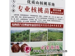 专供核桃苗，山东核桃苗基地，核桃苗批发 九杰果蔬合作社图1