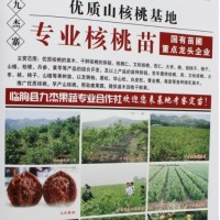 专供核桃苗，山东核桃苗基地，核桃苗批发 九杰果蔬合作社