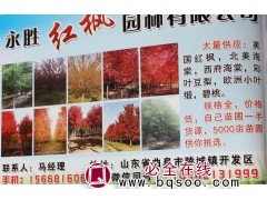 大量供应美国红枫树，红枫树，山东苗木网，永胜红枫园林图1