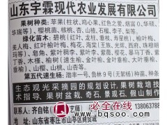 专供苹果树 鸡心果苹果苗 烟富苹果苗 宇霖现代农业 苹果苗图1