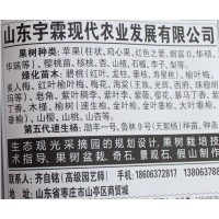 专供苹果树 鸡心果苹果苗 烟富苹果苗 宇霖现代农业 苹果苗