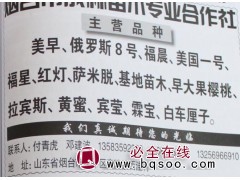 山东苗木网 山东大樱桃苗 烟台樱桃基地 成林苗木基地图1