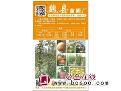 中桃24号桃苗10万棵供应 河北桃树苗 桃苗价格 河北苗木网图1
