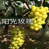 地栽葡萄阳光玫瑰/阳光玫瑰苗