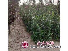 北海道黄杨基地@好货价低@北海道黄杨苗@建明苗木图1