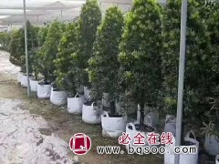 大苗营养钵@唐山无纺布美植袋@环保植物美植袋@美植袋@图1