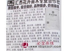金盏菊@青州花卉@百日草苗@山东苗木@汇杰花卉@菊花苗图1