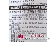 苹果苗@矮化苹果苗@山东苗木@烟富苹果苗@东盛苗木图1