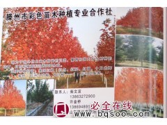 2千亩美国红枫树@美国红枫@山东苗木@彩色苗木@红枫基地图1