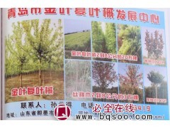 金叶复叶槭@2-8公分金叶复叶槭价格@山东苗木网@复叶槭图1