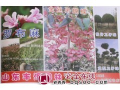 1-30公分丝棉木@丝棉木基地@山东苗木@丰泽园林@丝棉木图1