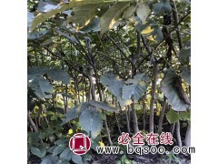核桃苗 山西占地核桃苗 品种核桃苗大量出售图1