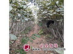 核桃苗 山西占地核桃苗 品种核桃苗大量出售图2