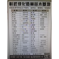 彰武绿化造林苗木基地