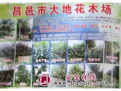 山东苗木网@大地花木场@北美海棠@海棠树@海棠价格表图1