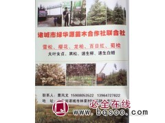 雪松@2-8米雪松@雪松大树@山东苗木网@绿化源苗木图1