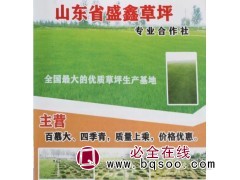 百慕大草坪/四季青草坪/盛鑫草坪合作社/优质草坪基地图1