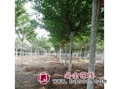 晚樱 染井吉野价格/批发零售单樱花/染井吉野樱花树/金鼎苗木图1
