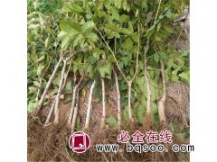 香玲核桃苗 辽核核桃苗价格 量大 核桃苗 园野种植专业合作社图1