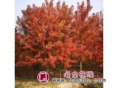 专业出售美国红枫 美国红枫批量直销 质优价廉 京鲁苗圃 红枫图1