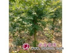鸡爪槭/大叶鸡爪槭/小叶鸡爪槭图1