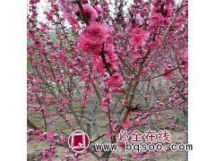 碧桃多规格供应@红叶碧桃价格@碧桃基地@盛世绿洲苗圃图1