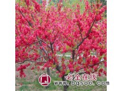 碧桃多规格供应@红叶碧桃价格@碧桃基地@盛世绿洲苗圃图2