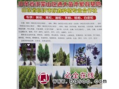 专供侧柏苗@山东侧柏苗基地@侧柏基地@山东苗木网@欣鑫苗木图1