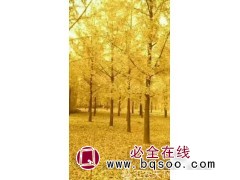 大量20公分银杏出售图1