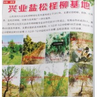 0.5-5公分柽柳100万棵@柽柳树基地@山东苗木@兴业柽柳
