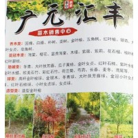 广元汇丰苗木基地@山东苗木@国槐树@国槐价格@国槐基地