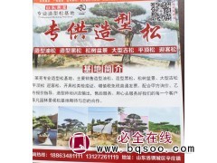 造型油松@造型黑松@松树盆景@山东苗木@菲凡园林@造型松图1