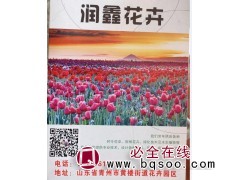鑫迪花卉@青州花卉基地@青州苗木网@时令草花@花海设计图1