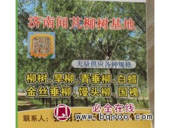 柳树@旱柳@黄金柳@青垂柳@山东苗木@闻芃柳树基地图1