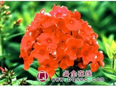 各种福禄考@丛生福禄考苗@红色福禄考@耐寒福禄考苗@鞍山花卉图1