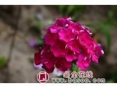 各种福禄考@丛生福禄考苗@红色福禄考@耐寒福禄考苗@鞍山花卉图2