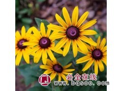 地被菊@荷兰菊@松果菊@金鸡菊@天人菊@鞍山花卉@地被菊苗图1