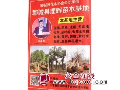 国槐@速生国槐@山东苗木@国槐树@郓城李辉苗木基地图1